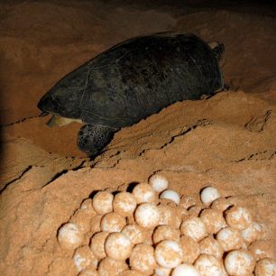 Kareta kladoucí vejce, Srí Lanka