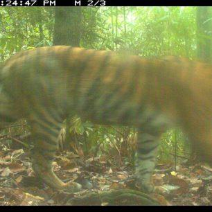 Tygr sumaterský vyfocený foto pastí 