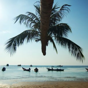 Na plážích najdete palmy podivných tvarů, Thajsko