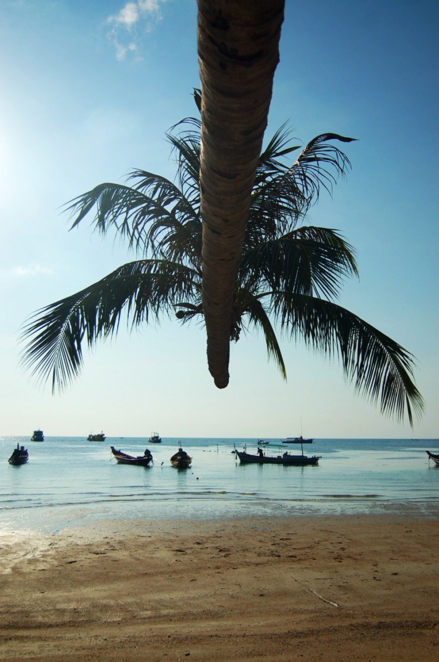 Na plážích najdete palmy podivných tvarů, Thajsko