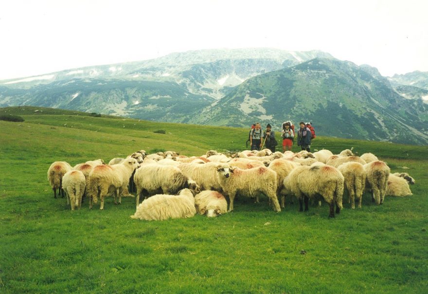 Skupinka klientů se stádem