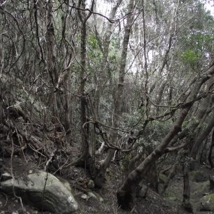 Les místy připomíná džungli, Kanárské ostrovy