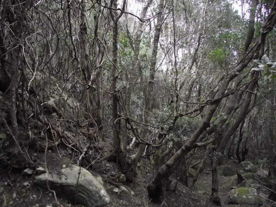 Les místy připomíná džungli, Kanárské ostrovy