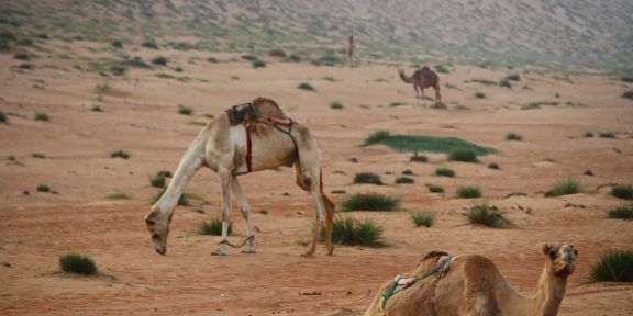 S džípem po dunách ománské pouště Wahiba