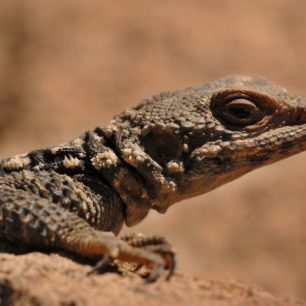 Agamy Laudakia caucasia