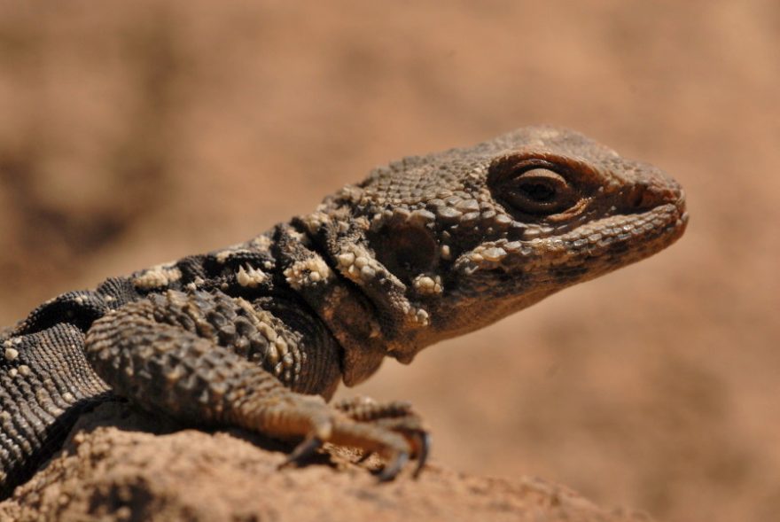 Agamy Laudakia caucasia