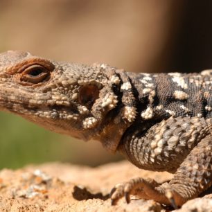 Agama Laudakia caucasia