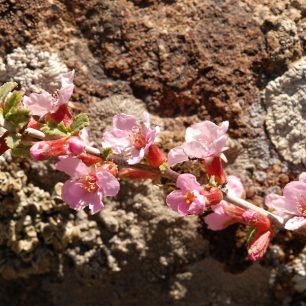 Květy pod Damavanem