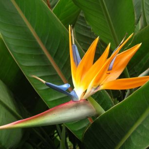 Nejznámější rostlinou je bezesporu „Strelizie“, neboli papouščí rostlina