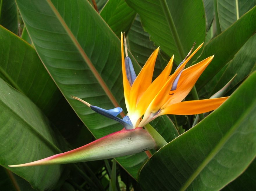 Nejznámější rostlinou je bezesporu „Strelizie“, neboli papouščí rostlina