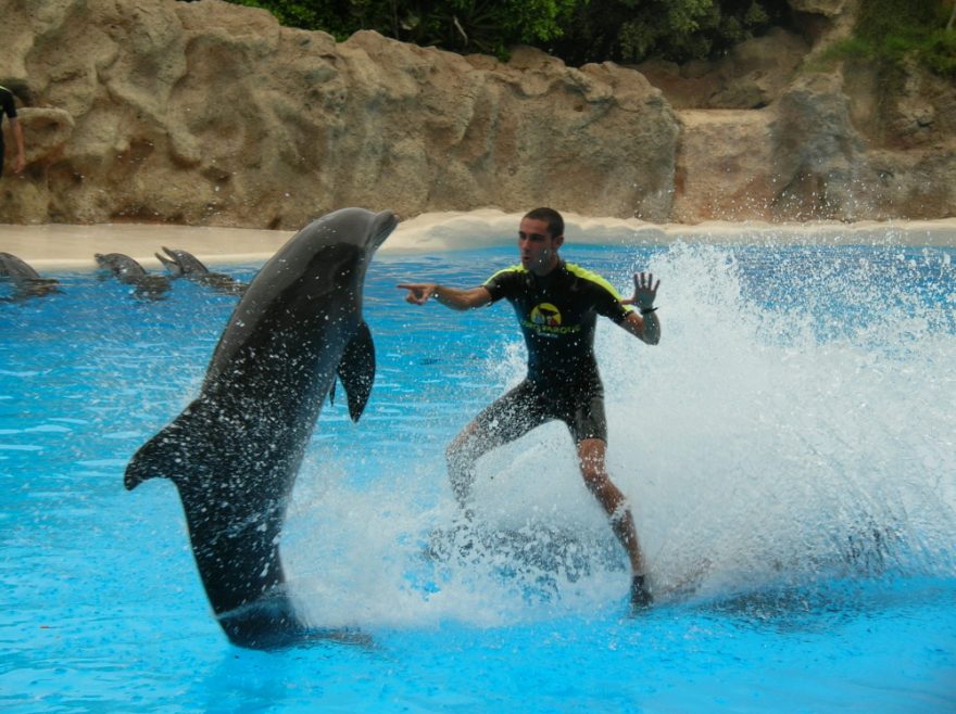 Delfíní show je opravdu fascinující a nápaditou podívanou. (Loro Parque)