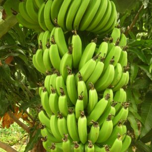 Tenerifské banány jsou menší, zelenější a sladší než ty středoamerické, jejich chuť je mnohem výraznější.