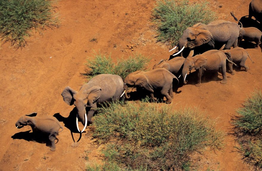 Sloni podle dětské písně troubí na choboty od pondělka do soboty. Podle domorodců jsou ale slyšet i v neděl