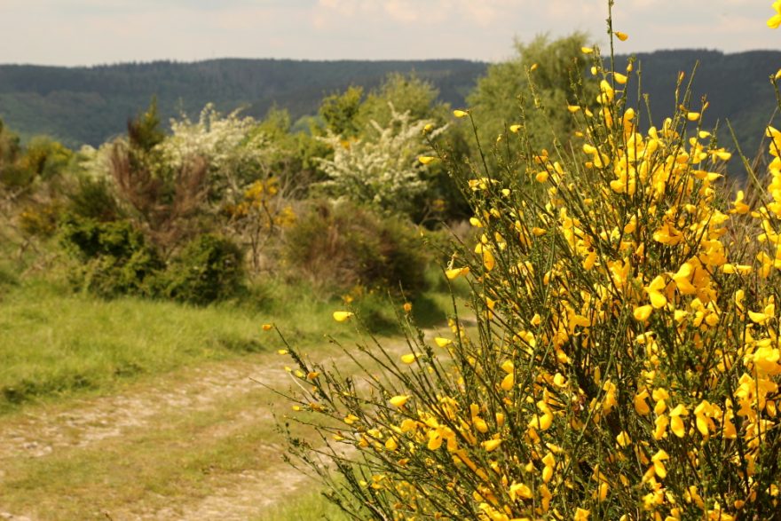 Náhorní plošina je porostlá kručinkou
