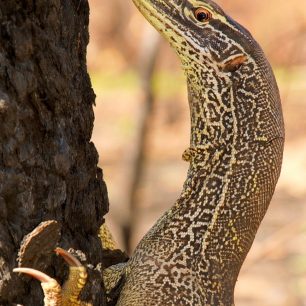 Varani vynikají mezi plazy vysokou inteligencí
