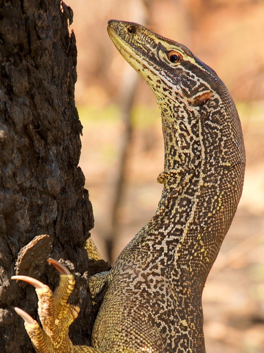 Varani vynikají mezi plazy vysokou inteligencí