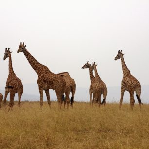 Žirafy, Rwanda
