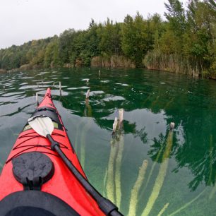 V korunách stromu utopého lesa