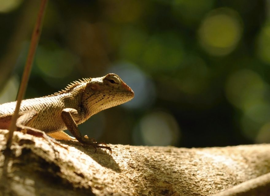 Místní lepoještěr, Mauricius