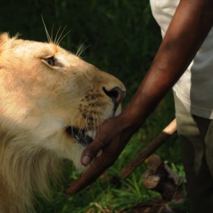 Výraz vděku či snad ochutnávka, Mauricius
