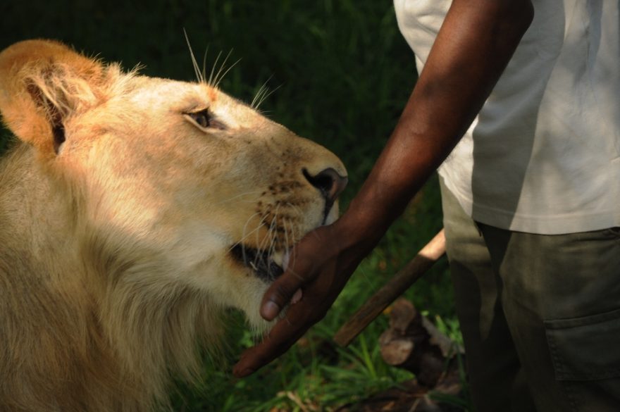 Výraz vděku či snad ochutnávka, Mauricius