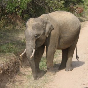 Slon v Yala parku, Srí lanka