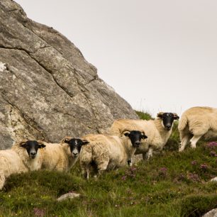 Stále přítomné ovce, Hebridy