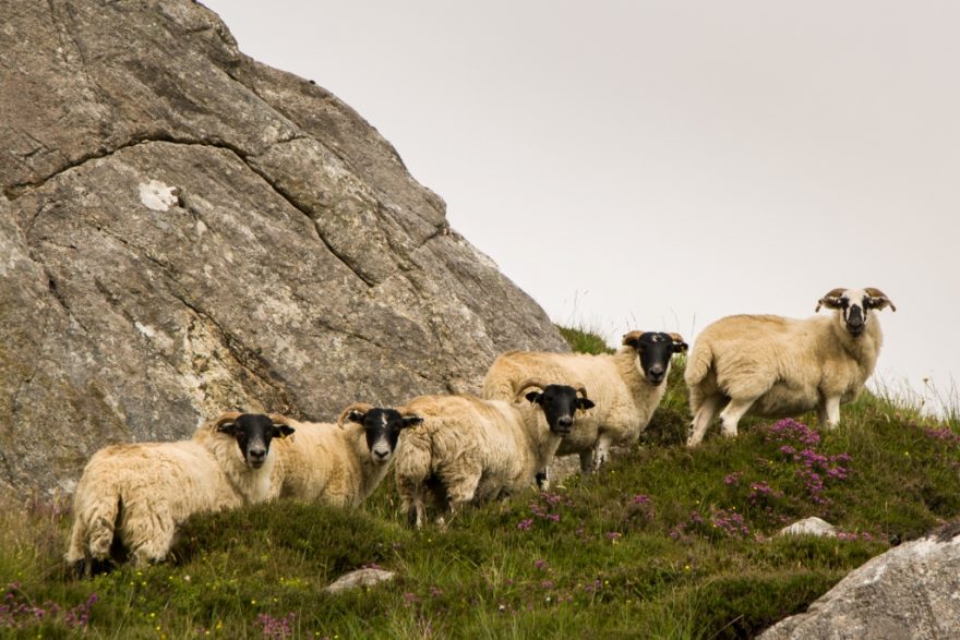 Stále přítomné ovce, Hebridy