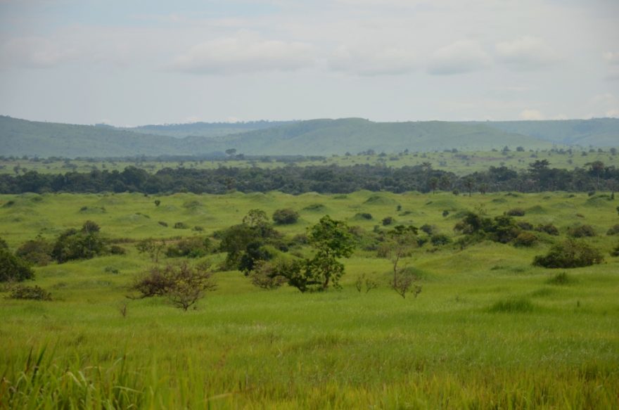 Pohled z pěšiny na sever směrem k CAR a viditelné vyvýšeniny mnoha  termitišť.