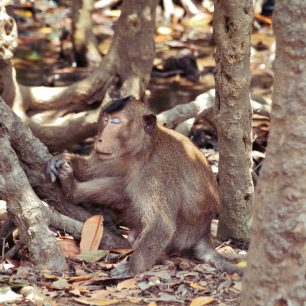 Opice jsou na každém kroku, Vietnam