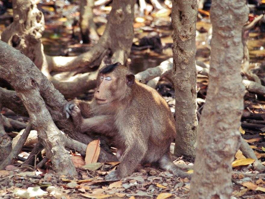 Opice jsou na každém kroku, Vietnam