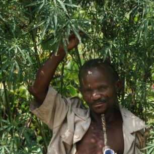 Konopí Pygmeje značně převyšuje, Uganda