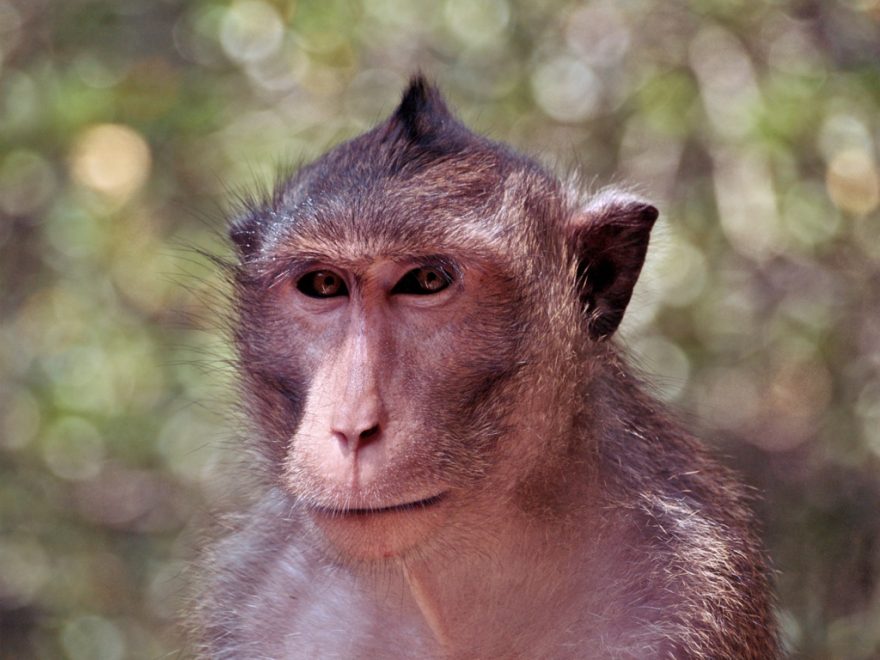 Je třeba měnit výrazy, Vietnam