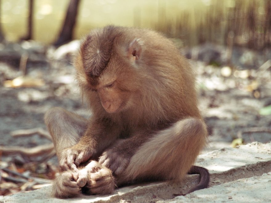 Návštěvníky mají prostě na háku, Vietnam