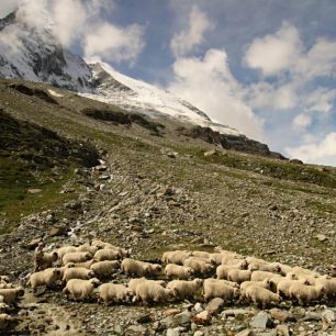 Ovce se pasou na vysokohorských loukách, Zermatt