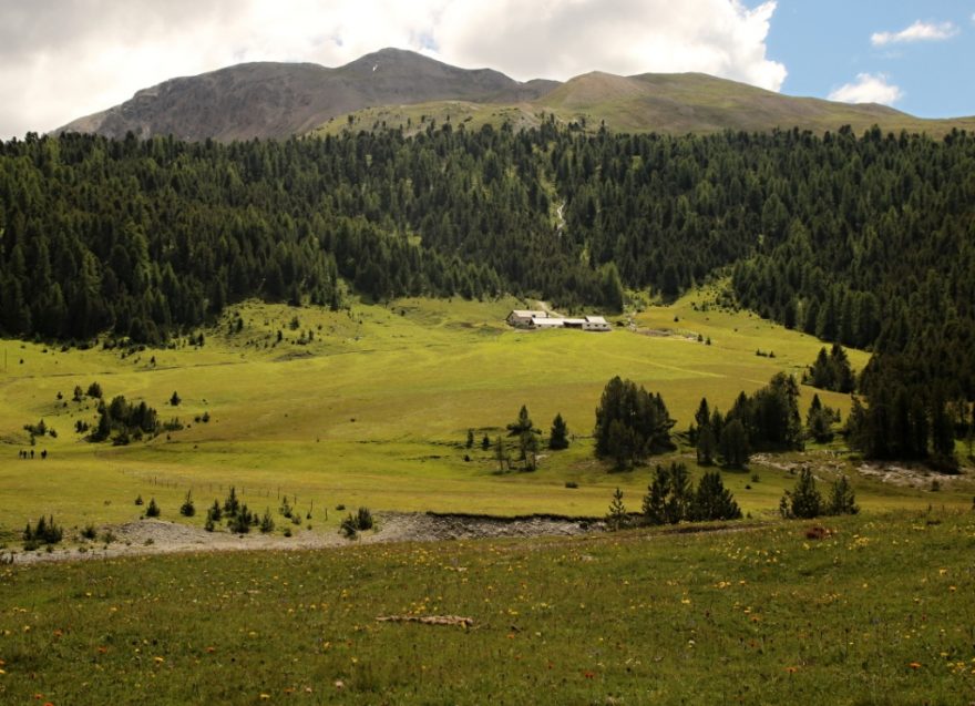 Pastviny ve Švýcarském Národním parku