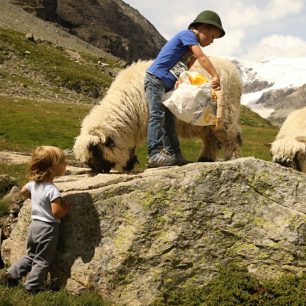 Děti krmí ovce, Zermatt.