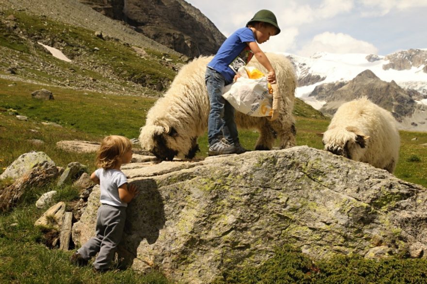 Děti krmí ovce, Zermatt.