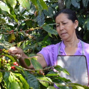 Glorie kromě kávy pěstuje i fazole, kukuřici i banány, Mexiko