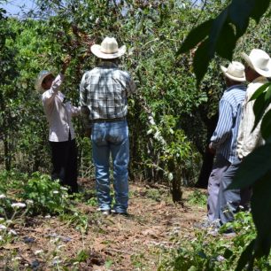 Roya je houba, která způsobuje opadávání listů