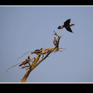 Juodkrante a místní kormoráni, Litva