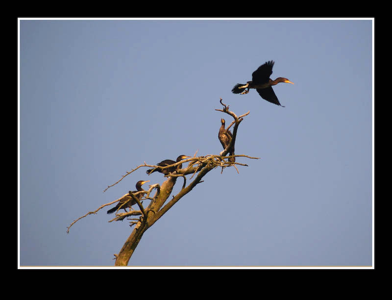 Juodkrante a místní kormoráni, Litva