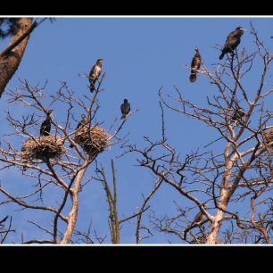 Juodkrante, kolonie kormoránů, Litva