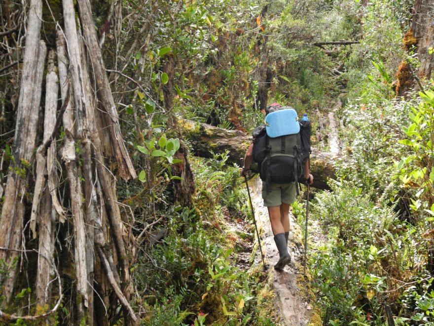 Cesta vedla pralesem po stezce z padlých stromů (Západní Papua - Indonésie)