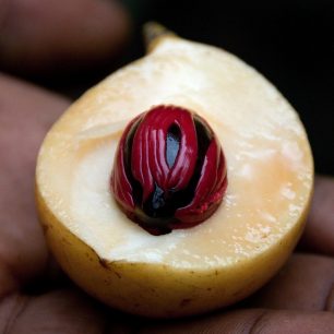 Zanzibar, ovoce