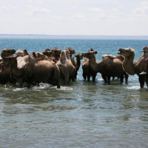 Púšťami Mongolska