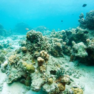 Podmořské útesy plné života