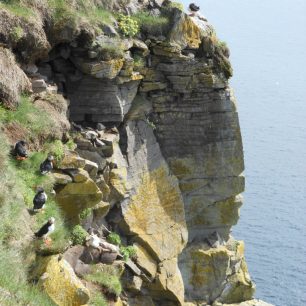 Puffini_Bjargtangar (nejzápadnější bod Evropy)