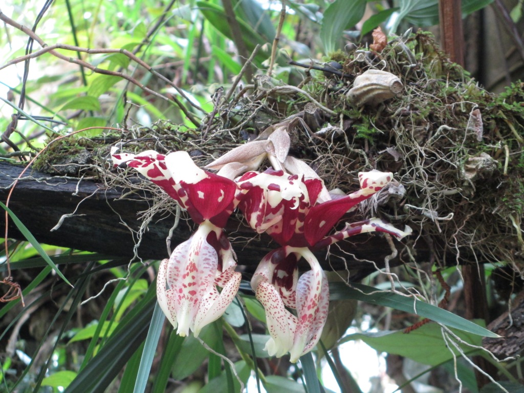 Jedna z orchidejí v Orquideas Moxviquil
