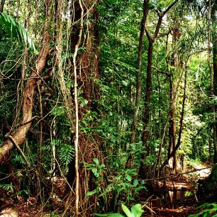 Co takhle 8 dní bloudění jamajským pralesem a obživa svépomocí?